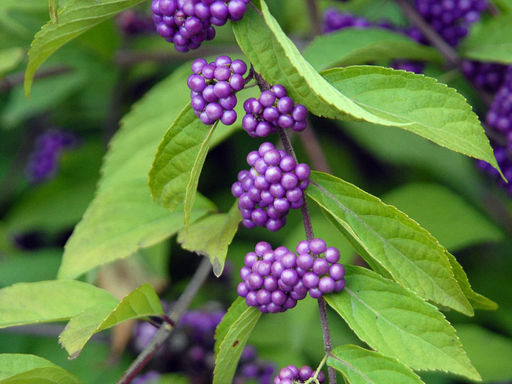 Красивоплодник вильчатый Issai (Иссаи) - Голландские луковицы фото 2