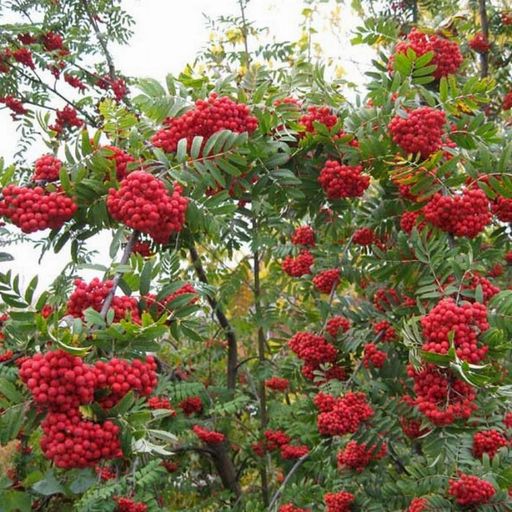 Рябина сладкоплодная Десертная (привитая)