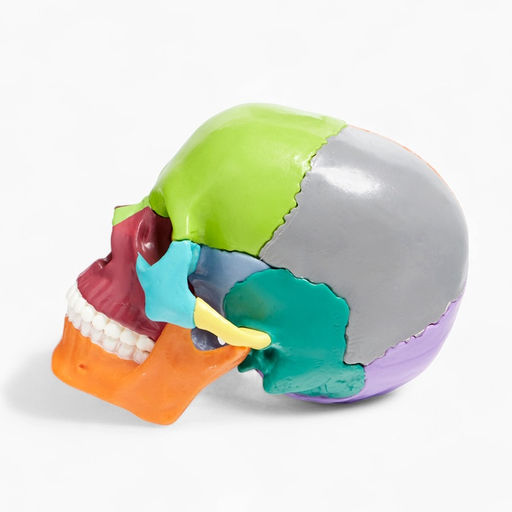 Анатомическая модель «Макет черепа человека», разборный, цветной, 14×10×11 см