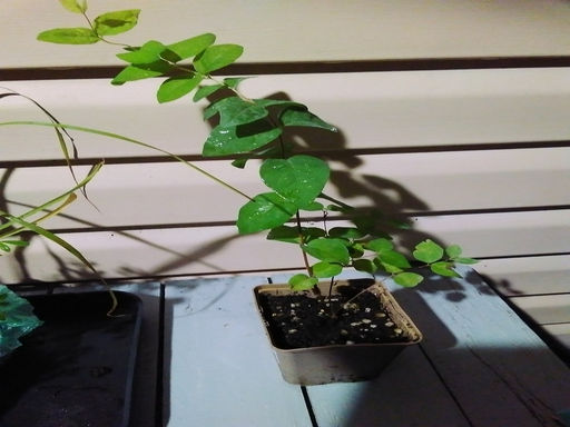 Снежноягодник розовый