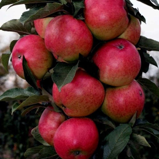 Яблоня Московское ожерелье колонновидная (саженец с этикеткой) 1шт