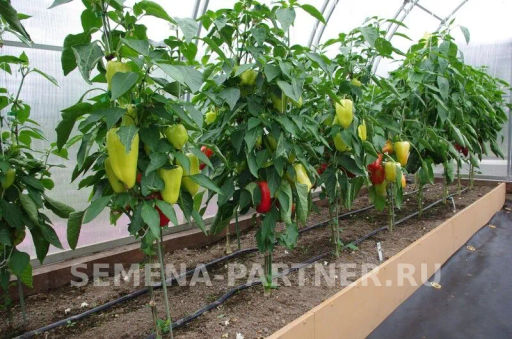 Перец сладкий Темп - Партнер фото 3