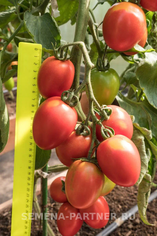 Томат Покрасневшая Невеста - Партнер фото 8
