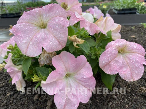 Петуния Супремо Ванесса полуампельная нежно-розовая - Партнер фото 3