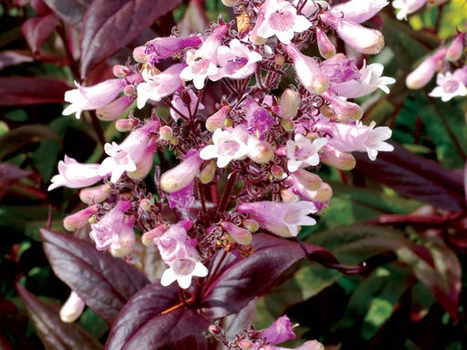 Пенстемон Дарк Тауэрс - Долина роз фото 4