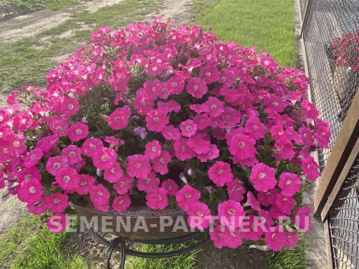Петуния МиМи Жаклин каскадная розовая с глазком - Партнер фото 3