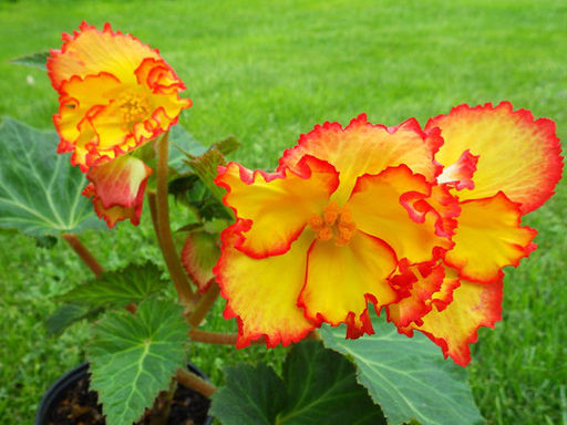 Бегония криспа желто-красная (Begonia Crispa yellow-red) - Долина роз фото 3
