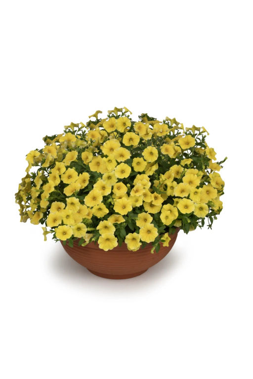 Петхоа Еллоу Перфекто - Партнер фото 4