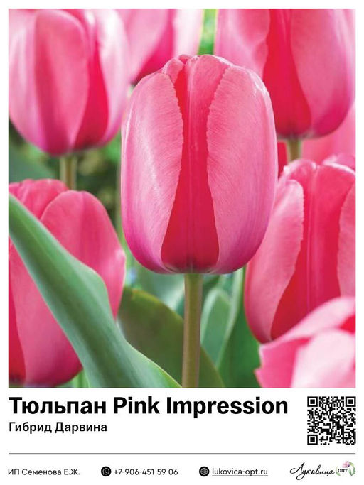 Тюльпан Pink Impression (Гибрид Дарвина)
