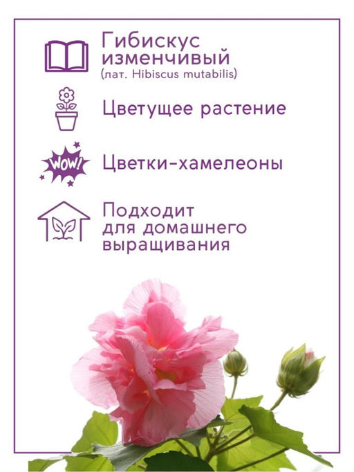 Набор д/выращивания "Тысяча листьев", "Сумасшедшая роза"