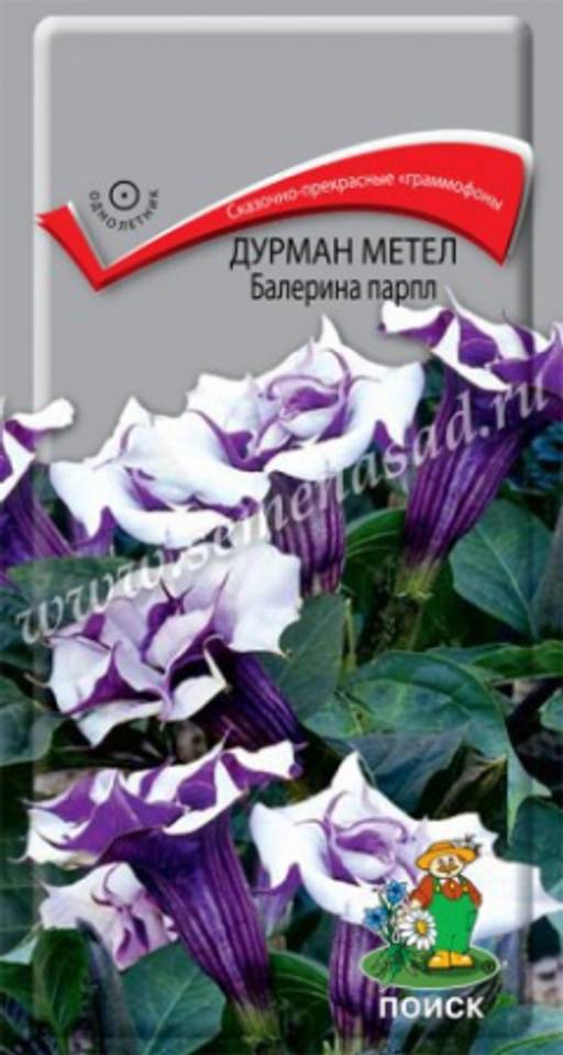 Дурман (обыкновенный) метел Балерина парпл (ЦВ ) (1) 3шт. - Поиск фото 2