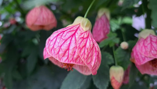 Абутилон (комнатный клён) пересорт, цветы розовые, бордовые, оранжевые)