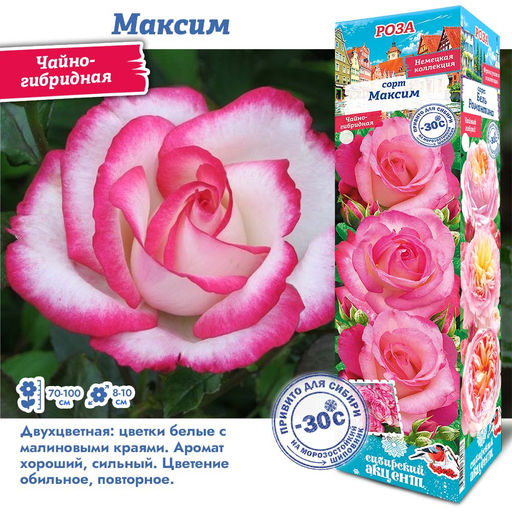 Роза Максим (Чайно-гибридная) 1шт