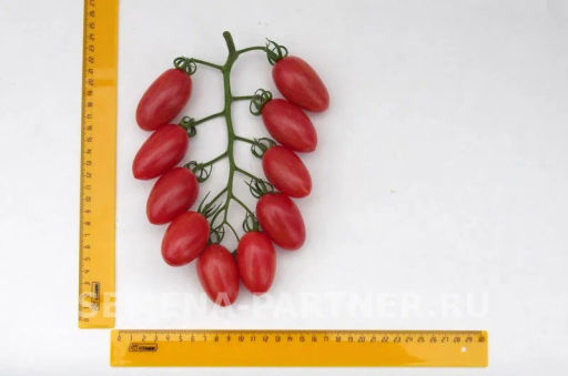 Томат Розовый Котя F1 - Партнер фото 6