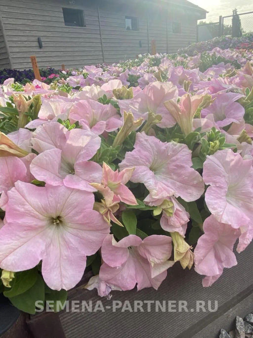 Петуния Супремо Ванесса полуампельная нежно-розовая - Партнер фото 5