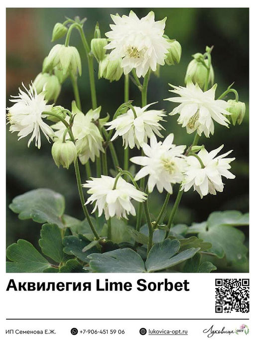 Аквилегия Lime Sorbet