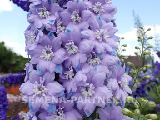 Дельфиниум Монинг Лайт - Партнер фото 5