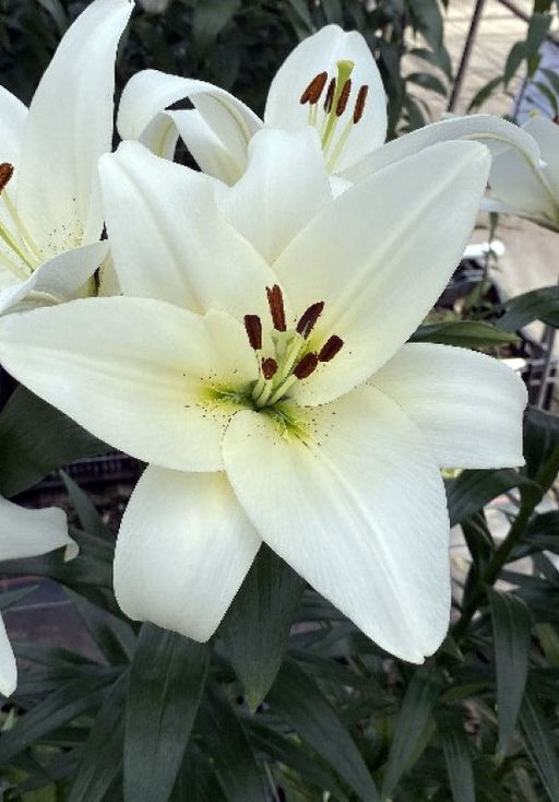 ЛИЛИЯ Волвик Разбор 12/14 Кол-во упак., шт 5