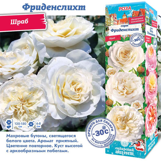 Роза Фриденслихт (Шраб) 1шт