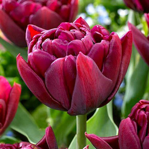 Тюльпан Элисон Брэдли Alison Bradley 8 шт.