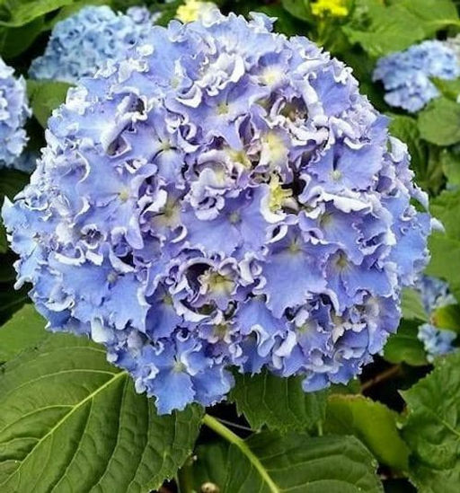 Гортензия крупнолистная Спайк