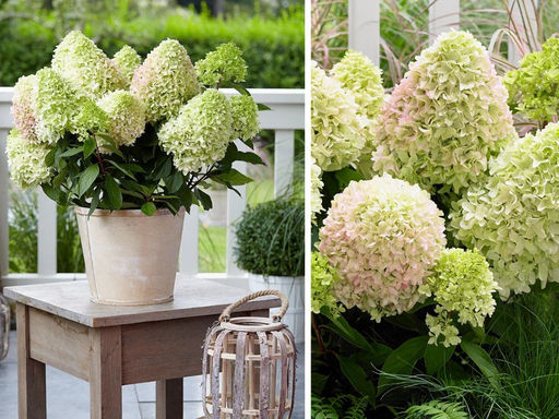 Гортензия метельчатая Литл Фреско - Долина роз фото 4