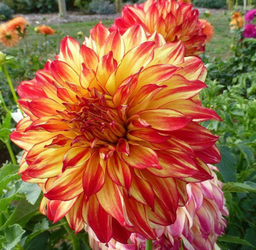 ГЕОРГИНА Леди Дарлин Разбор I Кол-во упак., шт 1