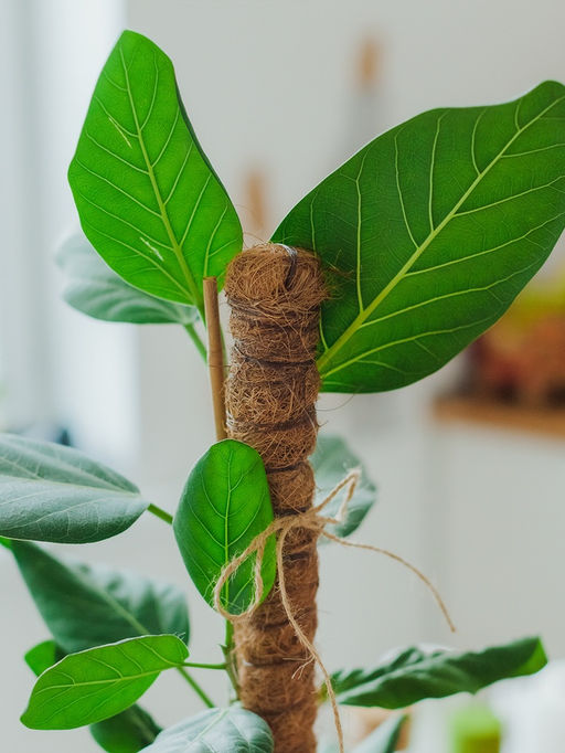 Опора для комнатных цветов, h=120 см, d=2.5 см, пластик, кокосовая оплётка, Greengo фото 5