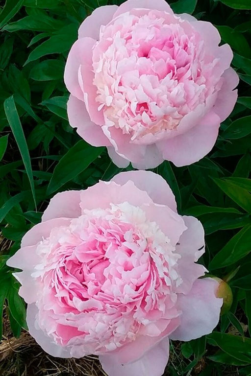 Пион Angel Cheeks - Голландские луковицы фото 2