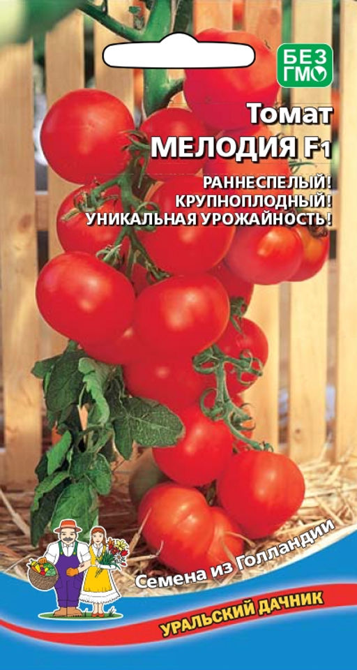 Томат МЕЛОДИЯ F1 Раннеспелый! Крупноплодный! Уникальная урожайность!