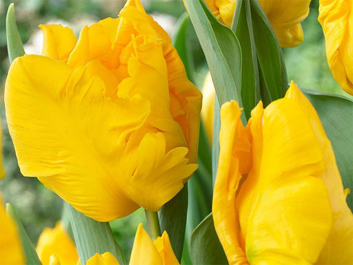 Тюльпан YOKO PARROT (Йокко Пэррот)