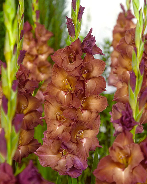 ГЛАДИОЛУС Индиан Саммер Разбор 10/12 Кол-во упак., шт 10