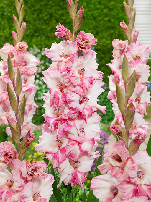 ГЛАДИОЛУС Кавказ Разбор 10/12 Кол-во упак., шт 8