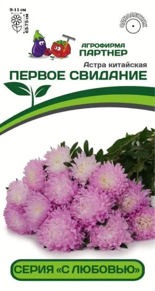 Астра китайская Первое Свидание