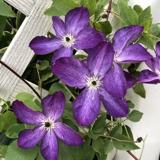 Клематис Веноза Виолацея - Долина роз фото 7