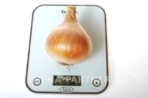 Лук репчатый Шетана МС - Партнер фото 6