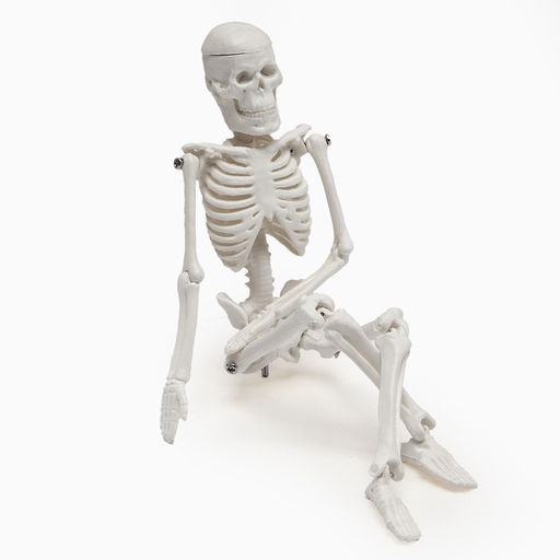 Анатомическая модель «Макет скелета взрослого человека», 22 см