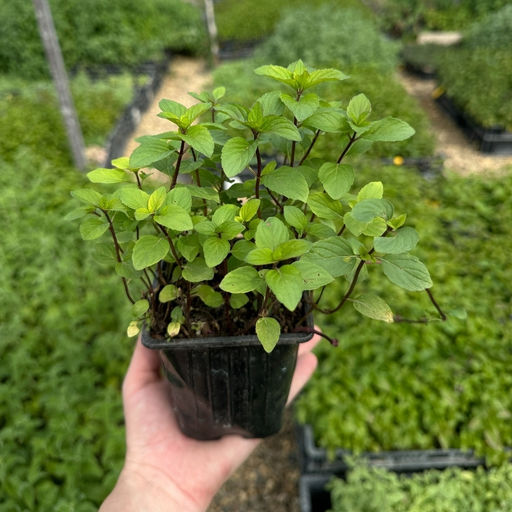 Мята Тайская