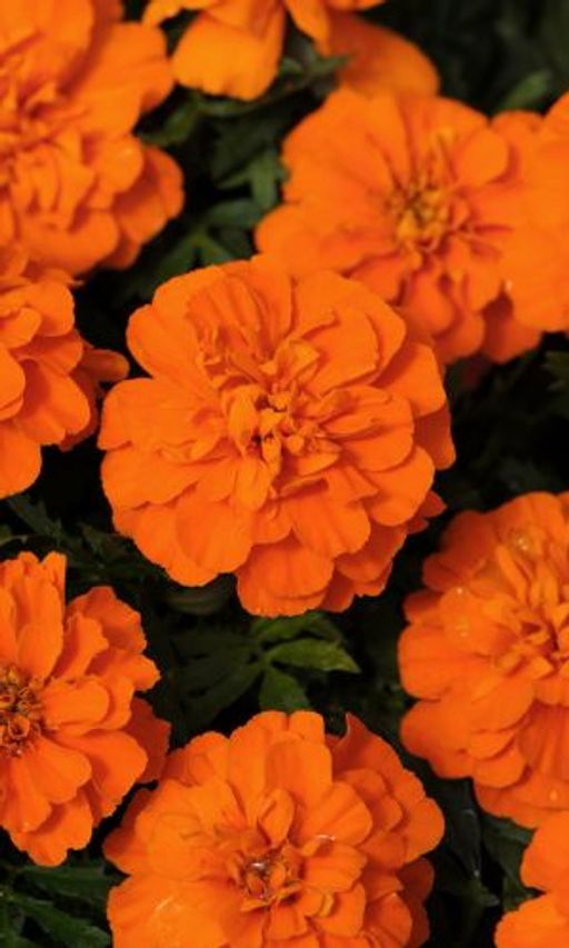 Бархатцы СОЧНЫЙ ЦИТРУС Тип отклонённые