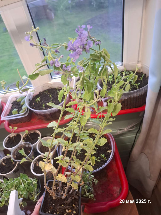 Котовник Фассена Сикс Хиллс Джиант Голд