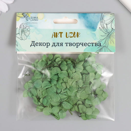 Сухоцвет Гортензия, зелёный, h=6-6.5 см - Арт узор фото 4