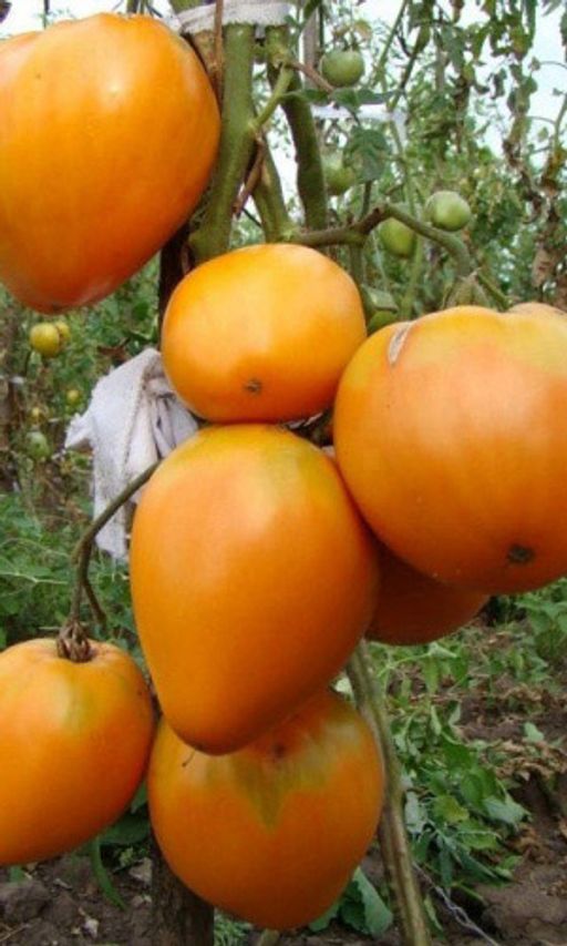 Томат МИШКА КОСОЛАПЫЙ ЖЁЛТЫЙ Гигантская урожайность! Крупноплодный! Потрясающе вкусный!