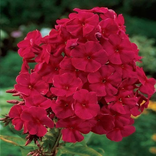 ФЛОКС Тенор Разбор I Кол-во упак., шт 2