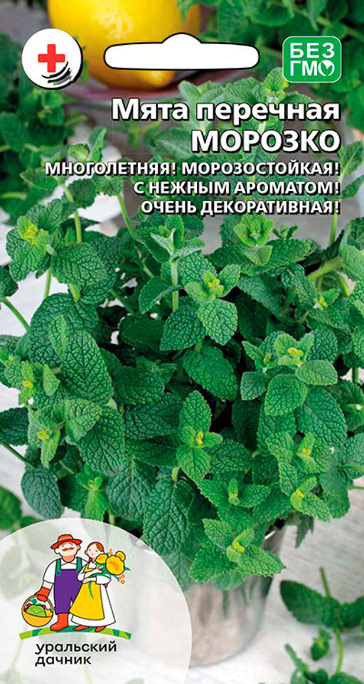 Мята перечная МОРОЗКО Морозостойкая! Высокая декоративность и нежный аромат!