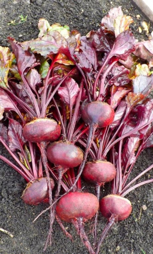 Свёкла ГРИБОВСКАЯ ПЛОСКАЯ А473