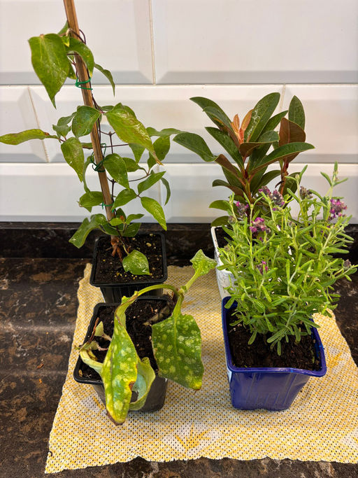 Рододендрон Брисанз