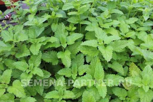 Мелисса Лимонный Аромат - Партнер фото 3