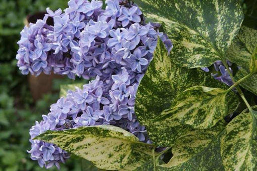 Сирень обыкновенная Аукубафолия, 2х летний