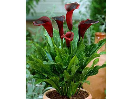 Калла Schwarzwalder (Шварцвальдер) - Долина роз фото 4