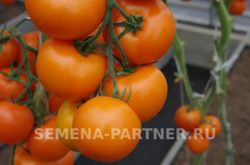 Томат Анвар - Партнер фото 6